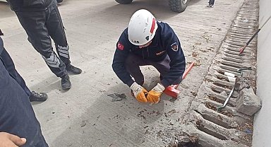 Şanlıurfa'da mazgala düşen yavru kedi kurtarıldı