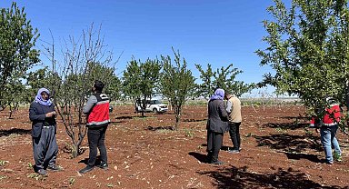 Şanlıurfa'da zirai donun etkili olduğu badem bahçeleri incelendi