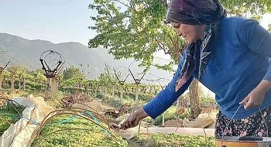 Sarıgöl tütün dikimine hazırlanıyor