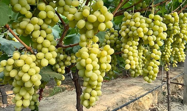 Sarıgöl'de 'Sonbaharın Kralı' üzüm türü yaygınlaşıyor