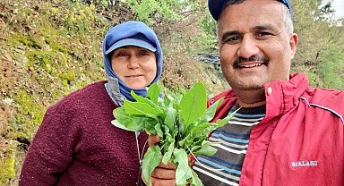 Sarıgöl'de kuzugöbeği ve acı ot mesaisi