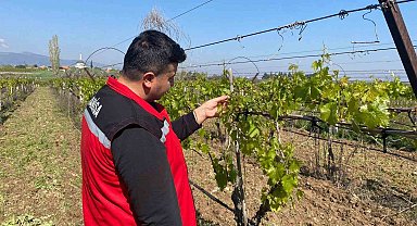 Sarıgöl'de üzüm bağlarını don vurdu