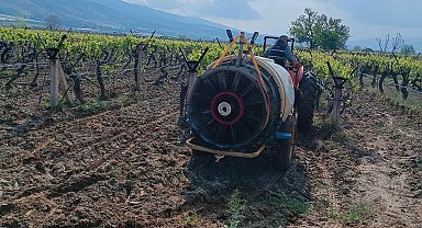 Sarıgöl'de yağmur sonrası bağlarda ilaçlama çalışması başladı