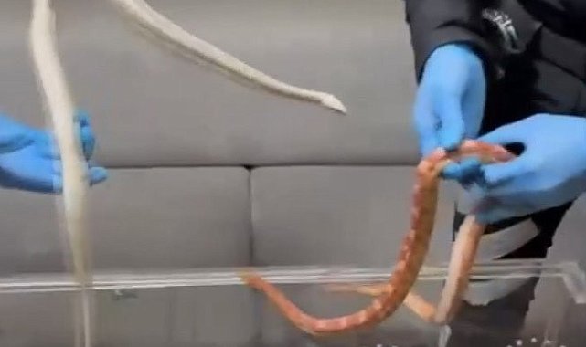 Sarıyer'de polisin durdurduğu araçtan zehirli yılanlar çıktı