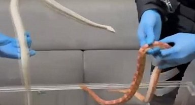 Sarıyer'de polisin durdurduğu araçtan zehirli yılanlar çıktı