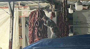 Şarküteri tezgahında sucuğun tadını çıkaran kedi kameraya yakalandı