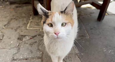 Şaşı kedi, mahallelinin maskotu haline geldi