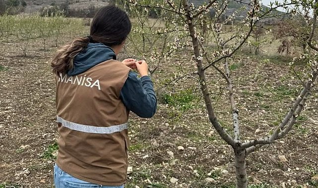 Selendi'de zirai don için hasar tespit çalışmaları başladı