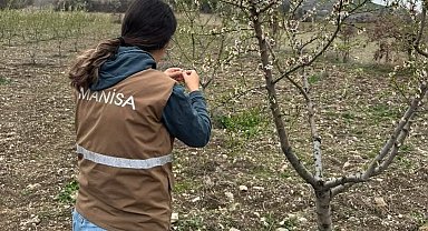 Selendi'de zirai don için hasar tespit çalışmaları başladı