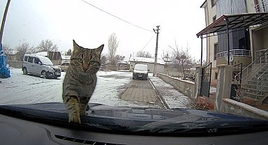 Sevimli kedi araç kamerasında