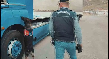 Sigara kaçakçıları tütün tespit köpeğinden kaçamadı