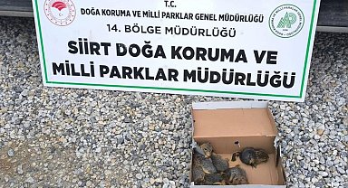 Siirt'te kaçak sincap avlayan şahsa 101 bin lira para cezası