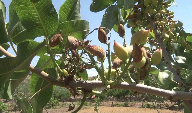 Siirt'te nisan yağmurları bereketi getirdi