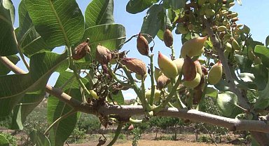 Siirt'te nisan yağmurları bereketi getirdi