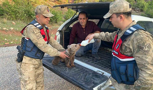 Siirt'te yaralı kızıl şahin koruma altına alındı, yavru ayı doğaya bırakıldı