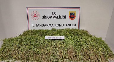 Sinop'ta bahçesinde 31 bin 265 kök kenevir ele geçen vatandaş konuştu: "Yasal ekilen kenevirden dökülen tohumlar"