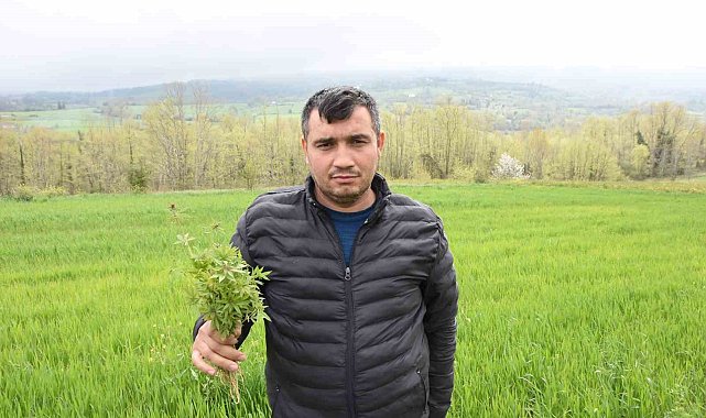 Sinop'ta tarlasında kenevir ele geçirilen çiftçi: "Yasa dışı iş yapmadık, valilik rencide etti"
