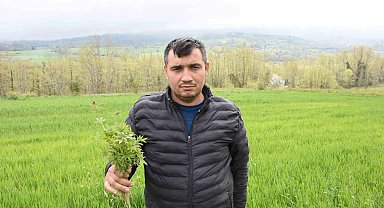 Sinop'ta tarlasında kenevir ele geçirilen çiftçi: "Yasa dışı iş yapmadık, valilik rencide etti"