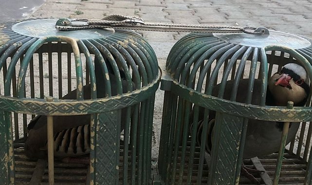 Şırnak'ta araçta 4 keklik ele geçirildi
