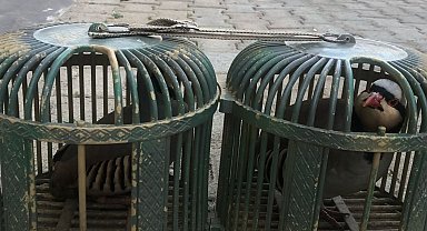 Şırnak'ta araçta 4 keklik ele geçirildi