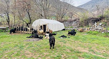 Şırnak'ta sokak köpekleri ağıla girdi, 18 keçi telef oldu