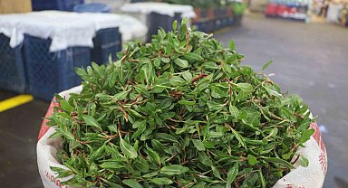 Sivas'ın vazgeçilmez lezzeti madımak otu tezgâhlarda yerini aldı