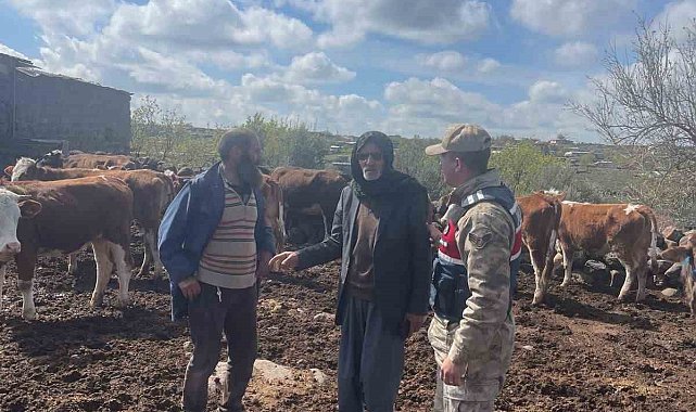 Siverek'te 13 büyükbaş hayvan çalan hırsızlık şüphelisi yakalandı