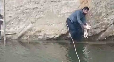 Siverek'te derede mahsur kalan kedi kurtarıldı