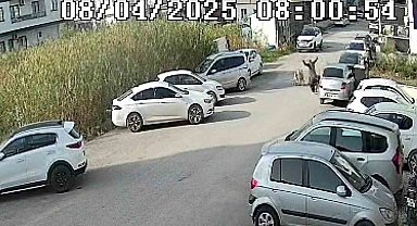 Sokak köpeklerinin saldırdığı yaşlı kadın yaralandı