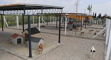 Söke Belediyesi iki aylık süreçte 170 hayvanın tedavi ve kısırlaştırmasını yaptı