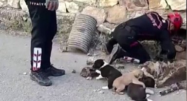 Su borusundan 7 yavru köpek çıktı