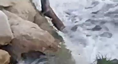 Su samurları, balıkçıl kuşu ve karacalar kamerada