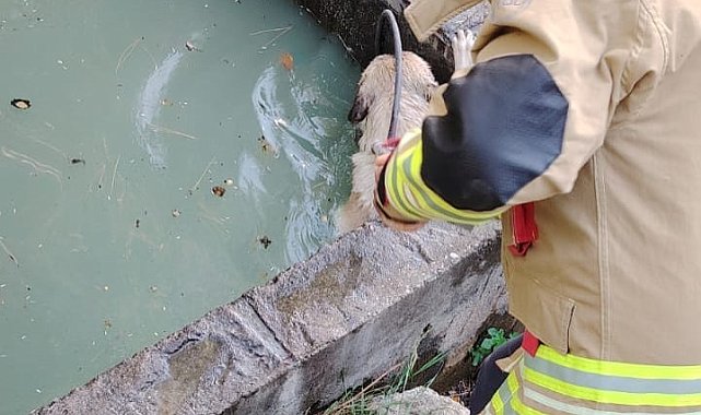 Sulama kanalına düşen köpeği itfaiye kurtardı