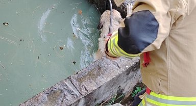 Sulama kanalına düşen köpeği itfaiye kurtardı