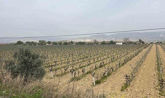 Sultaniye üzüm bağlarına bahar erken geldi