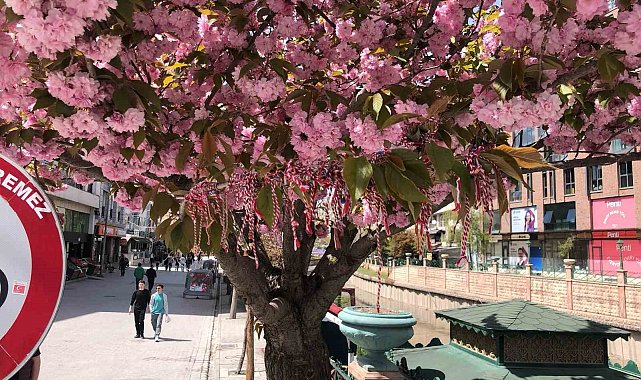 Süs erik ağacına 'Martenitsa' bağlandı