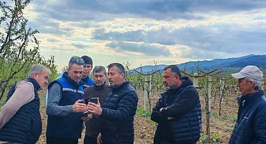 Tarım alanlarındaki zirai don hasarı inceleniyor