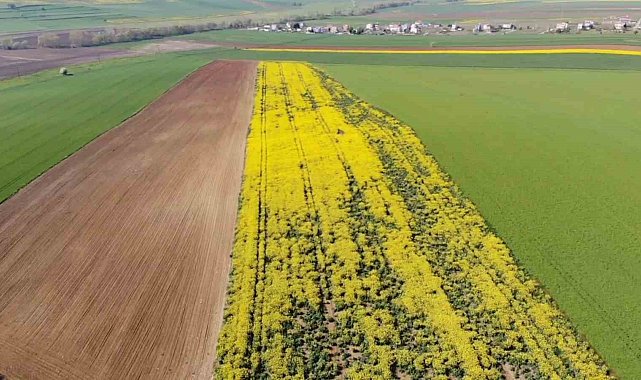 Tarla değil adeta tablo:Tekirdağ'da sarı bahar