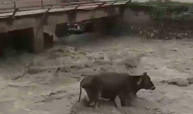 Taşan derede mahsur kalan inek saatler sonra kurtarıldı
