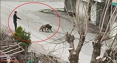Tasmasından tuttuğu köpeğini, sokak köpeklerine saldırttı