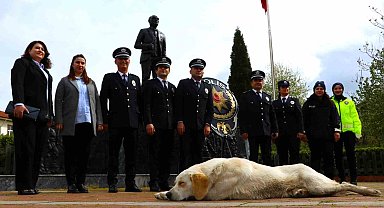 Taşova'da sokak köpeği törende polislerin yanında uyudu