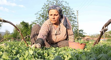 Tatık ve Pütün'den tütün firmalarına ortak çağrı; "Avans yoksa üretim de yok"
