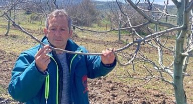 Tavşanlı'da zirai don hasar tespit başvuruları başladı
