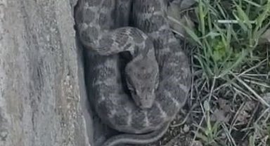Tek ısırığı bir insanı öldürmeye yetiyor: Zehirli koca engerek yılanı Elazığ'da görüntülendi