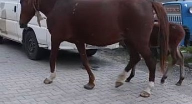 Tekirdağ'da başıboş atlar sürücülere zor anlar yaşatıyor