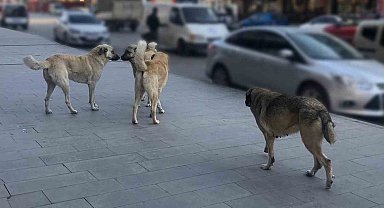 Tercan'da vatandaşlar başıboş köpeklerden muzdarip