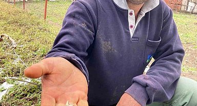 Tokat'ta tarım arazilerini don vurdu