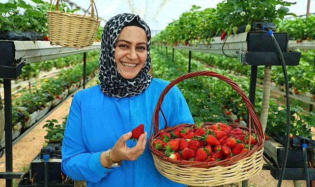 Topraksız tarımla çilek üretti, bahçesini vatandaşa açtı