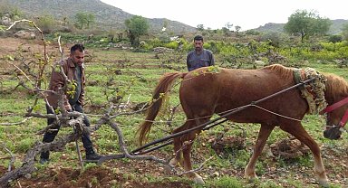 Traktörün giremediği tarlalar atla sürülüyor