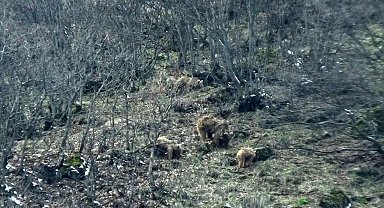 Tunceli'de kış uykusundan uyanan ayılar yiyecek ararken görüntülendi